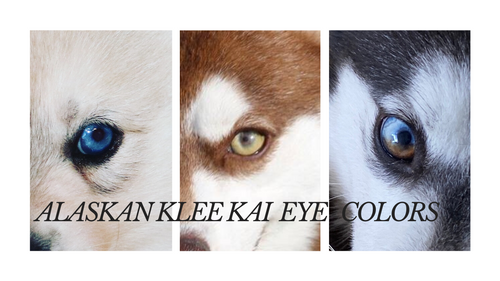 Parti best sale eyed husky